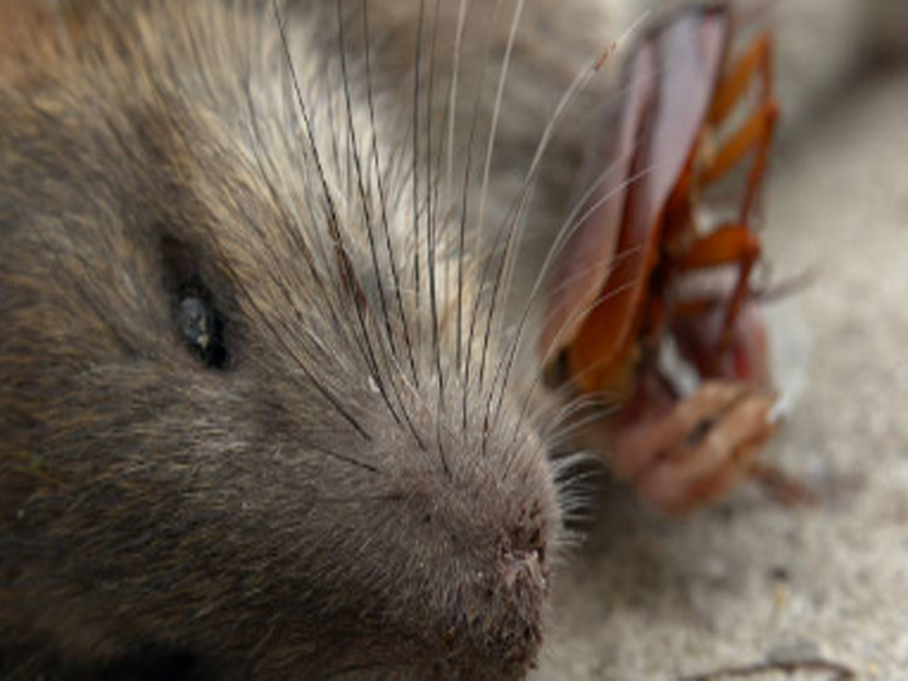 Natural Home Remedies for Pest Control: Simple Solutions for a Pest-Free Home