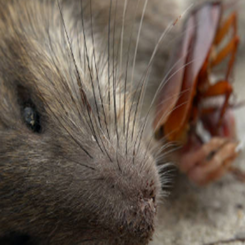 Rodent and cockroach graphic for pest control awareness